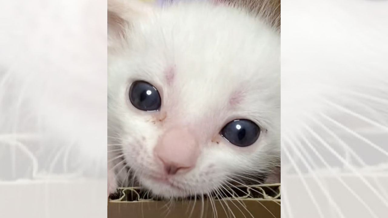 赤ちゃん猫の『成長過程』をまとめた結果…変化の様子が尊すぎると2万5000再生を突破「命の尊さを感じる」「ただただカワイイ」の声