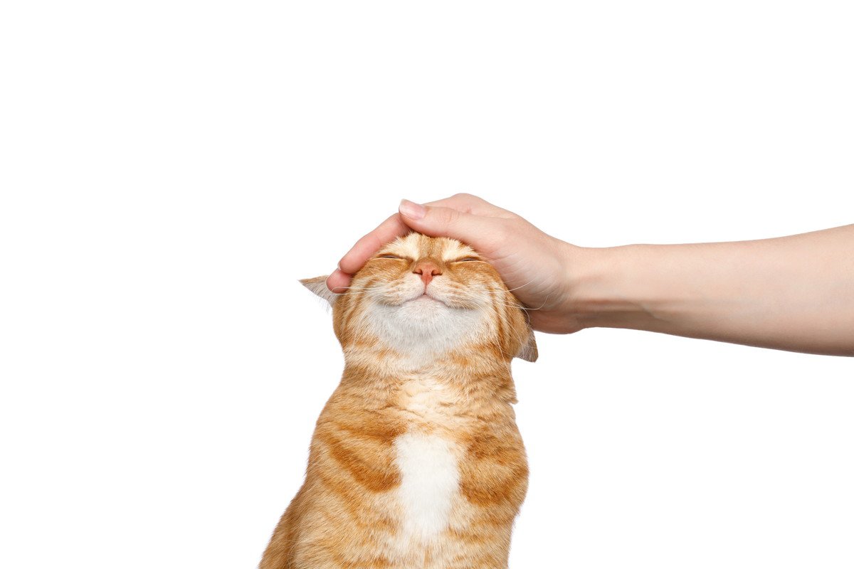 ルンルン♪『ゴキゲンな猫』が見せる5つのかわいい行動・仕草　いい気分を邪魔しない接し方は？