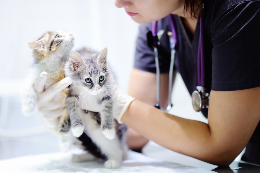 野良猫の赤ちゃんを見つけたら...家で飼う、里親に出す方法