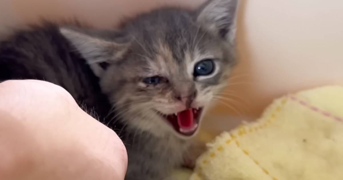 『倉庫下にいた痛々しい状態の子猫』が保護された結果…幸せをつかむまでの『70日間の軌跡』に感動「キレイになって美猫さん」「よかったね」