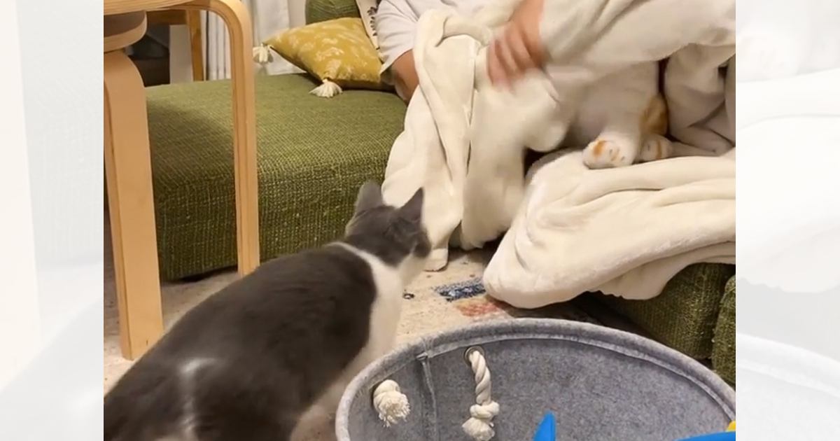 毛布の中にぬいぐるみを隠したパパ→猫に『イタズラ』を仕掛けた結果…まさかの反応が84万再生「何度も見てしまった」「可愛すぎるｗ」