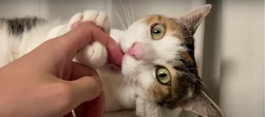 美味しい？猫ちゃんの気まぐれカミカミゲーム