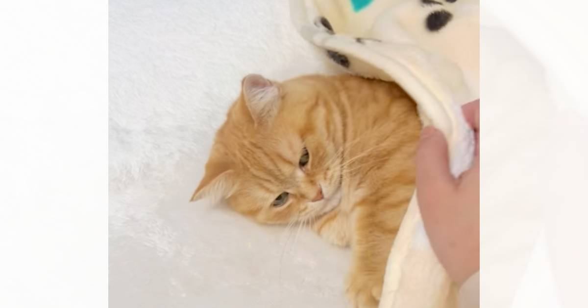 飼い主さんがそっと猫に『毛布』をかけてあげると…もん絶必至の『尊すぎる光景』が126万再生「なんて可愛いのｗ」「とっても幸せだね」