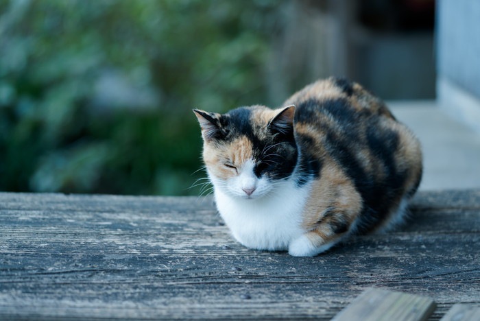 三毛猫が海外でも人気な理由と有名な猫たち