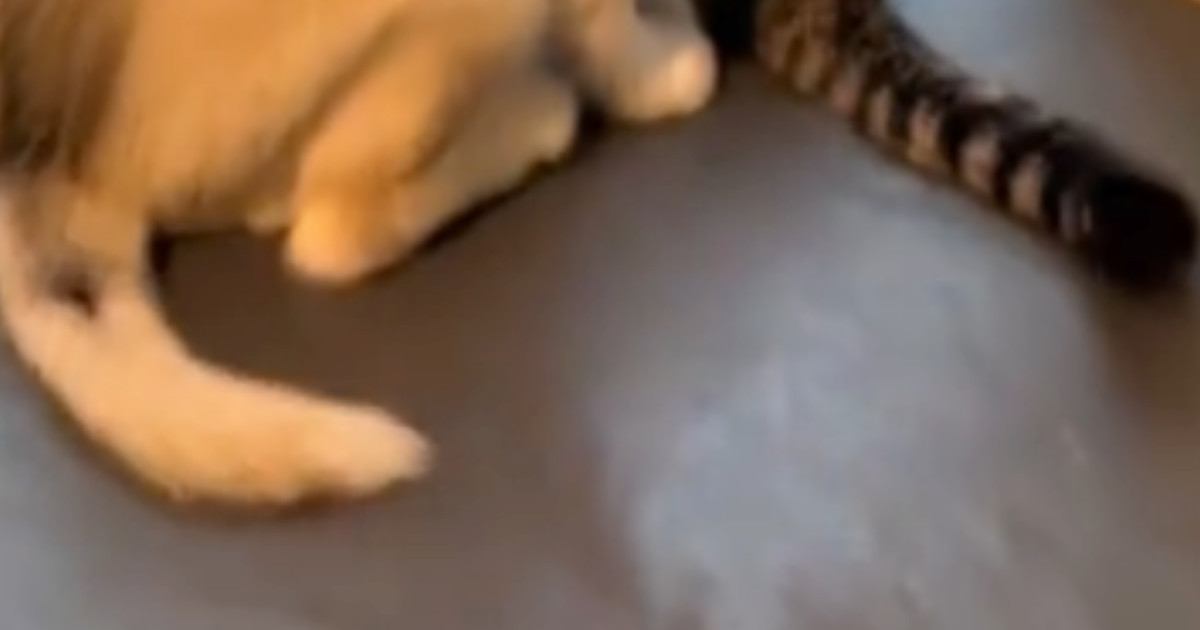 窓のほうを見たら、『新入りの子犬と先輩猫』が…思わず笑顔になる『尊すぎる光景』が86万再生「ベテランと見習いみたいｗ」「仲良しｗ」