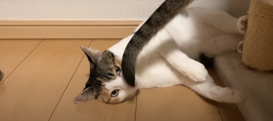 『ニャンで？』猫ちゃんのお顔に猫ちゃんのアレが？！