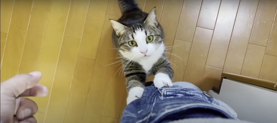 抱っこはみずからつかみ取る！猫ちゃん本気のクライミング