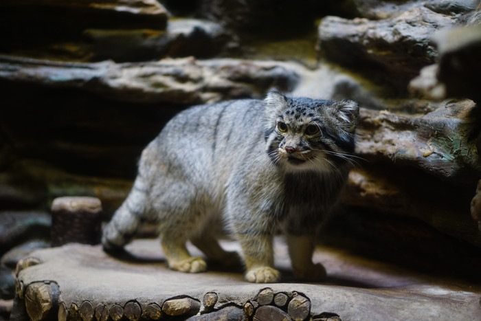 マヌルネコと会える動物園まとめ！特徴から可愛い動画まで