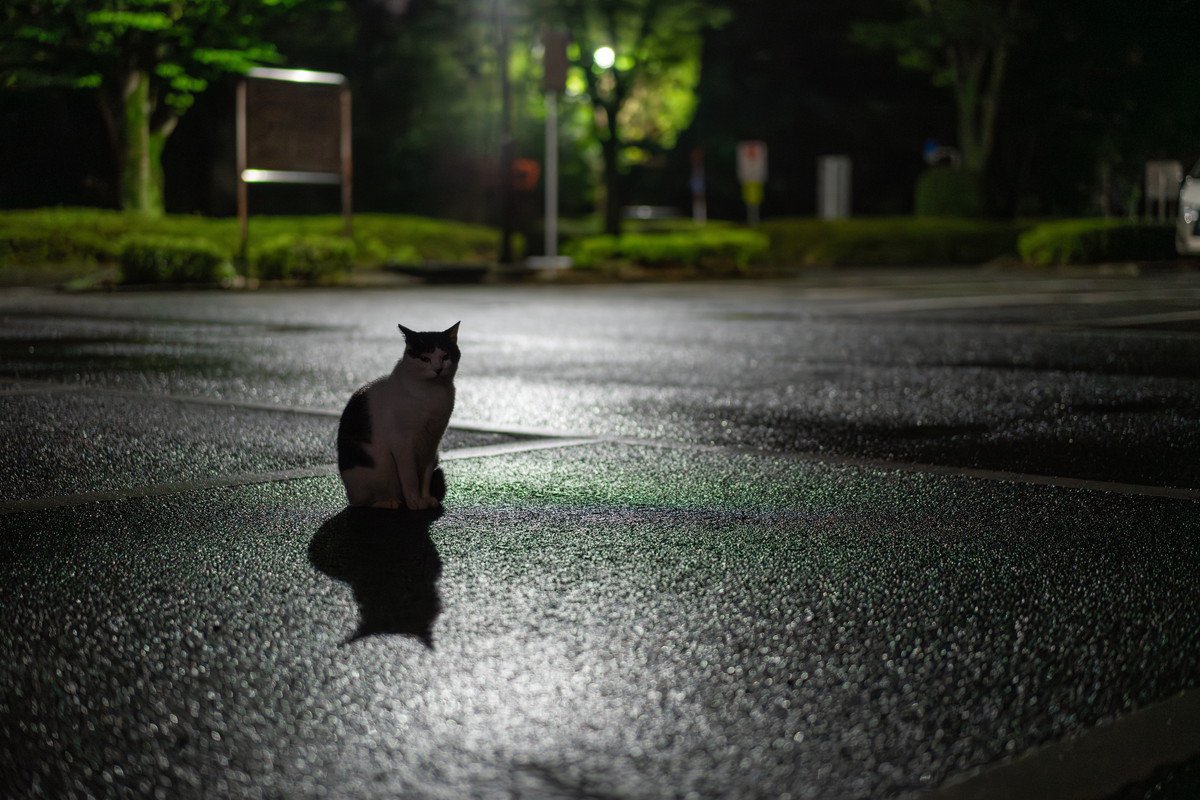 猫に関する『気になる疑問』4選　猫よけ水に効果はあるの？正しい知識までご紹介