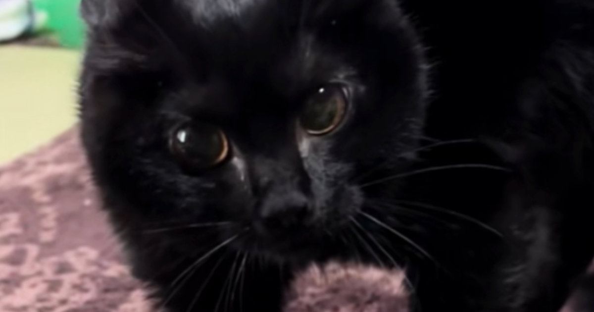 初めて本気で威嚇してきた黒猫→『フォルム』が変化して……まさかの光景が48万再生「全然違う猫になってるｗ」「何したのｗ」と爆笑の声