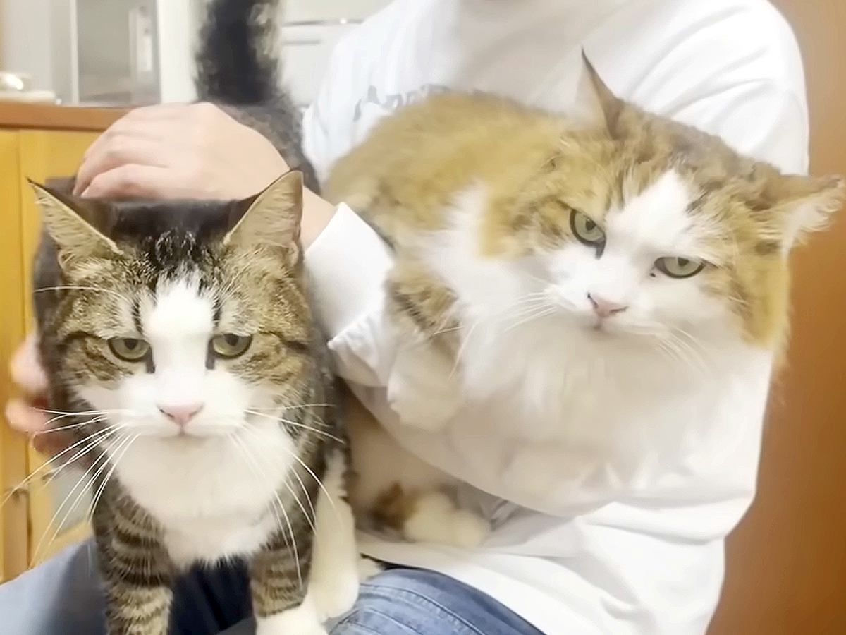 パパの膝に登って甘える猫→同居猫もやってくると…幸せいっぱいな『微笑ましい光景』に「親子揃って超甘えん坊ｗ」「お父さんモテ期やね」の声