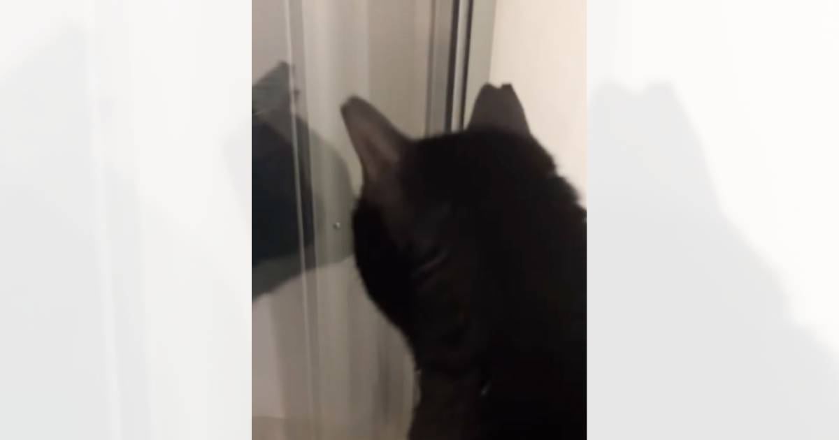 リビングから『とてつもない猫の叫び声』→いるの誰か？と聞いてみたら…まさかの返事が76万再生「ロコーンｗｗ」「ロコーン可愛すぎる」