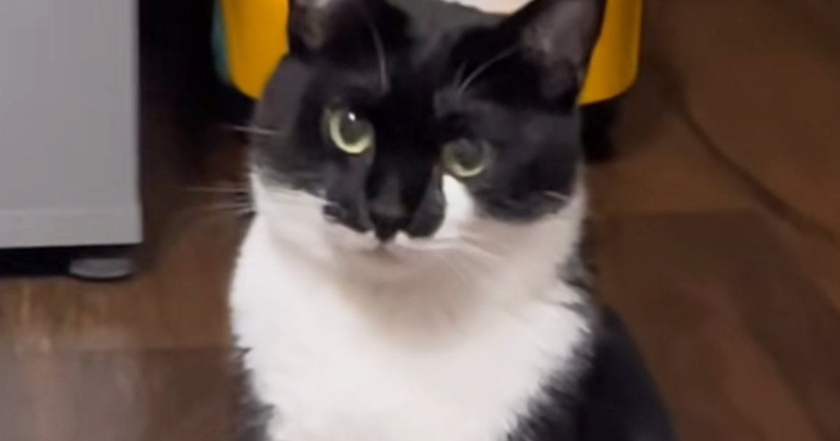 ふとネコを見たら、『まさかの座り方』をしていて…飼い主爆笑の光景に「カエルに見えてきたｗ」「初めて見る姿勢ｗ」とSNSで反響