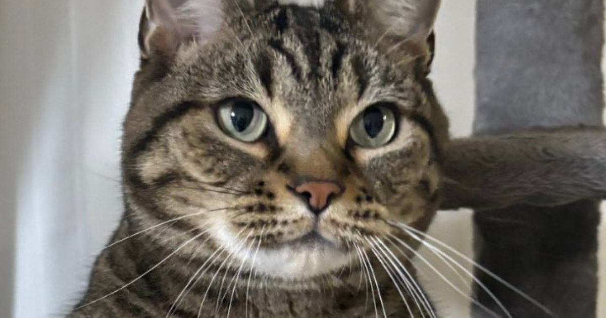 『キャットタワーにいる猫』を見たら…まるで人間の赤ちゃんのような格好に悶絶！「めちゃくちゃ可愛い」「よちよちしてるみたい」と16万表示