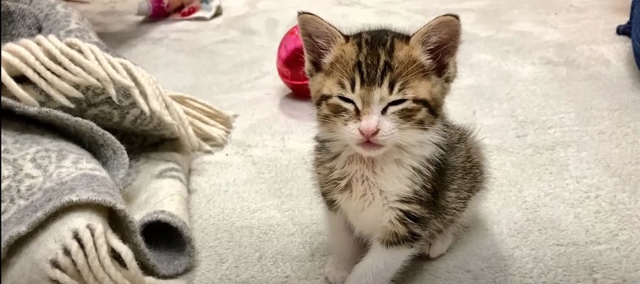 遊びたいけど眠い…必死で睡魔と闘う子猫ちゃん♡