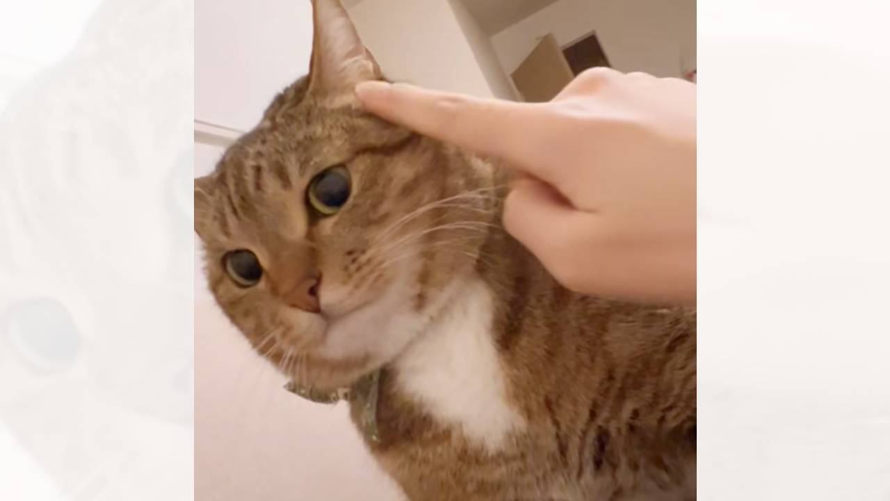 甘えてきた猫に『顔でかいね』と言ってみた結果…まさかすぎる反応に爆笑する人続出「言葉理解してる説ｗ」「不機嫌で可愛い」と31万再生