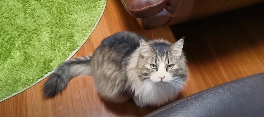 アピールが半端なく可愛い！大きな猫ちゃんの甘え方とは♡？