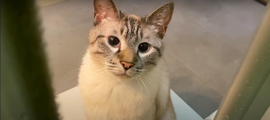 少しの間でも寂しい…♡飼い主さんを待つ健気なニャンズの姿