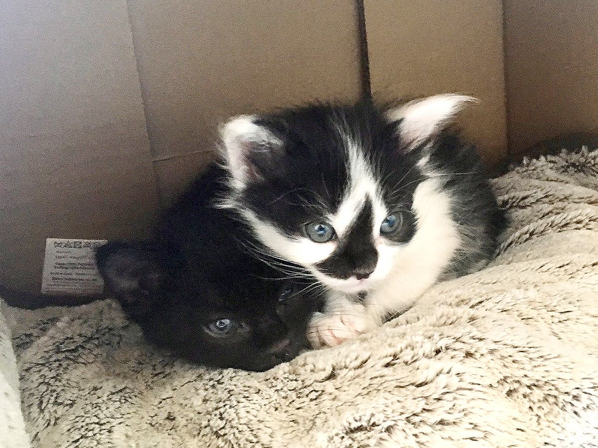 白黒でキュートな兄弟子猫…想像をはるかに超えた『美しすぎる成長後の様子』が69万表示「変わらず仲良しさん」「めちゃイケニャン…！」