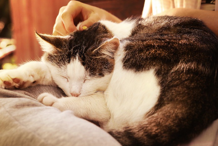 16歳の猫との過ごし方！生活の注意点から痴呆の症状まで