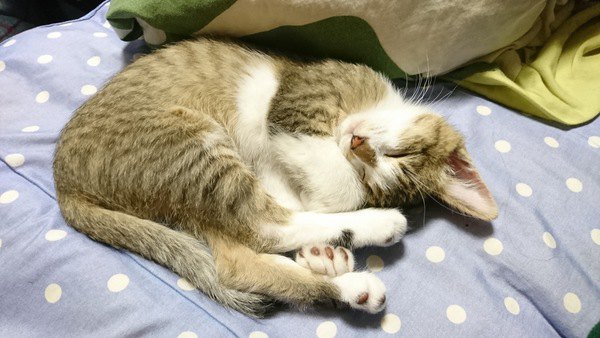 猫と暮らした後じゃないとわからない『大変なこと』５選