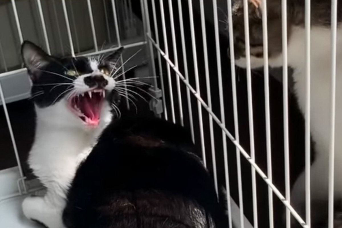 新入り猫に『威嚇されてばかりだった先住猫』→根気強く待った結果…2年後の『まさかの光景』に涙がでると61万再生「感動」「尊くて泣いた」