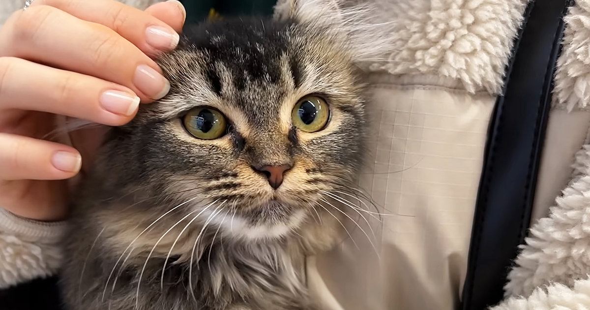 訳ありと書かれ、『1万円で売れ残っていた猫』を家族に迎えたら…心を開くまでの記録に「出会えてよかった」「きっと待ってたんだね」の声
