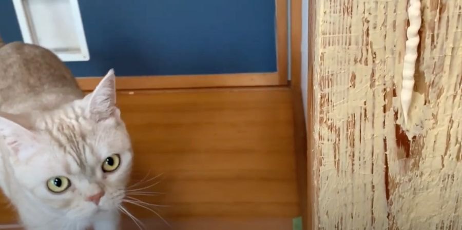 犯猫は誰だ？！爪とぎ化した柱の修復を見守る猫ちゃん