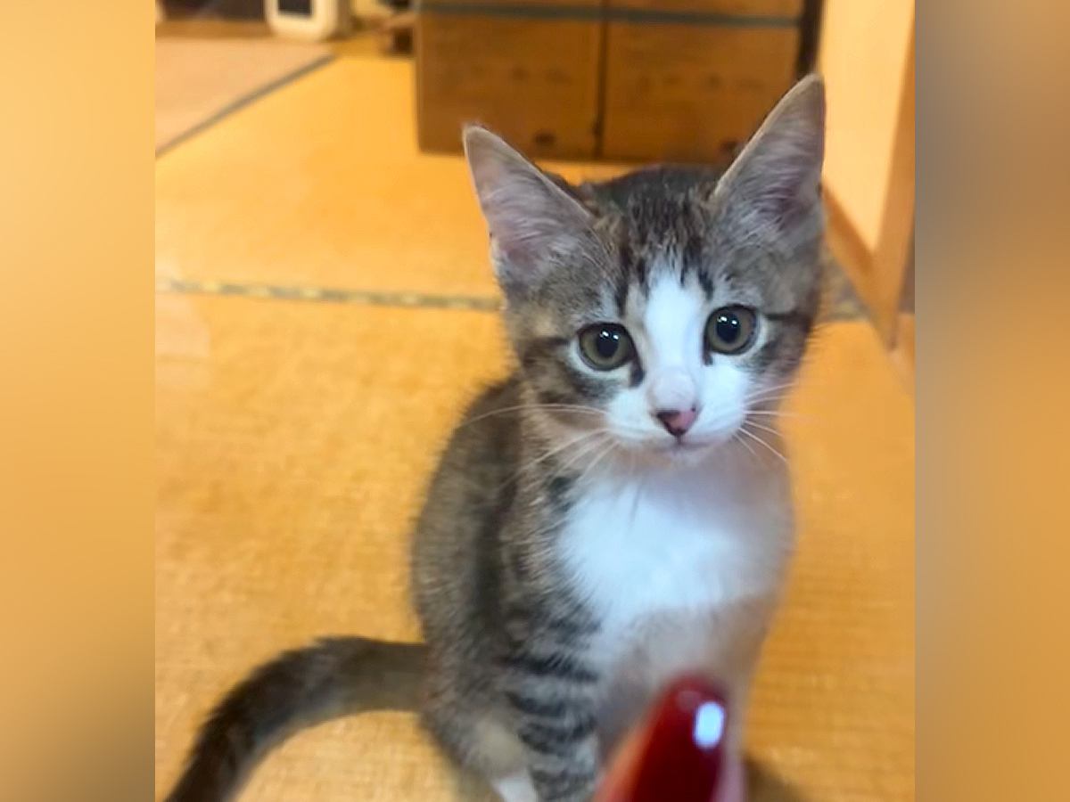 可愛すぎる保護子猫→ママがガラス越しに『モデルとか興味ある？』と聞いてみた結果…『まさかの反応』に３万いいね「天使猫」「過呼吸になった」