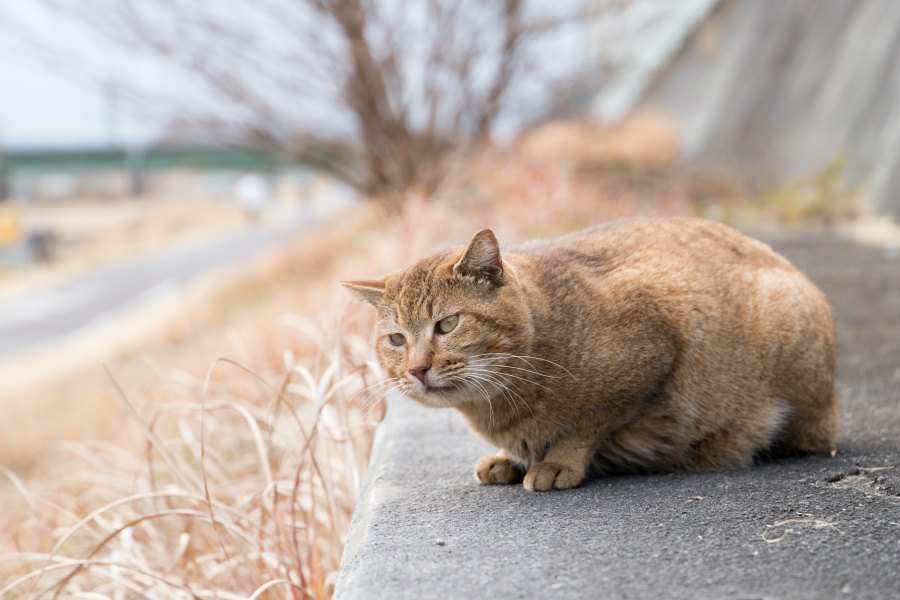 困っている野良猫を見かけたら…あなたにもできる４つのケース別対応方法