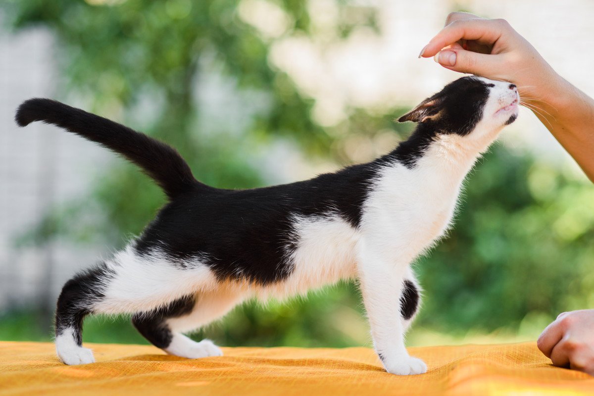 愛猫を『社交的に育てたい！』心がけるべき3つのこと　成猫の人馴れ訓練は無理のない範囲で