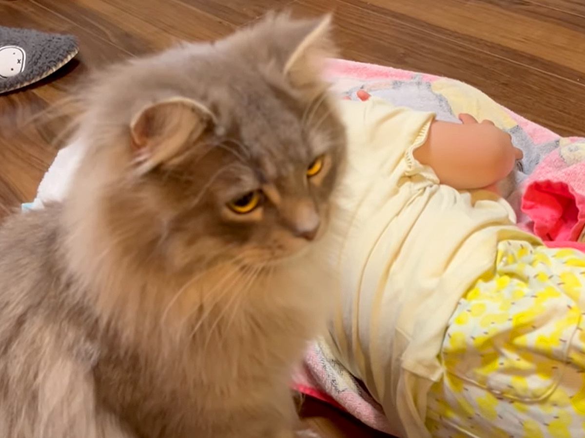 床で爆睡している小さな女の子→飼い猫が発見し、次の瞬間…予想外の『可愛すぎる行動』に「信頼してる証だね」「気づいてないｗ」と反響