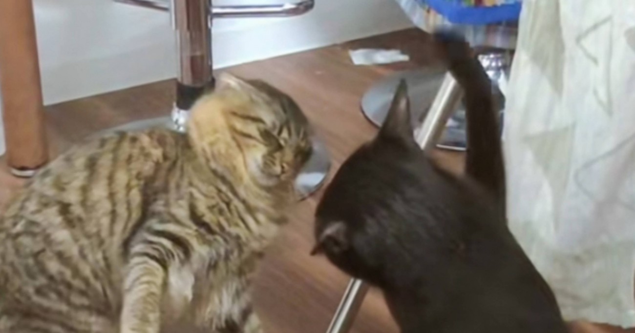 『力の差ｗｗｗ』クロ猫にバシバシ叩かれたモフ猫→やり返そうとした結果…まさかの光景が333万再生「いい音しすぎｗ」「頑張ってるのにｗ」