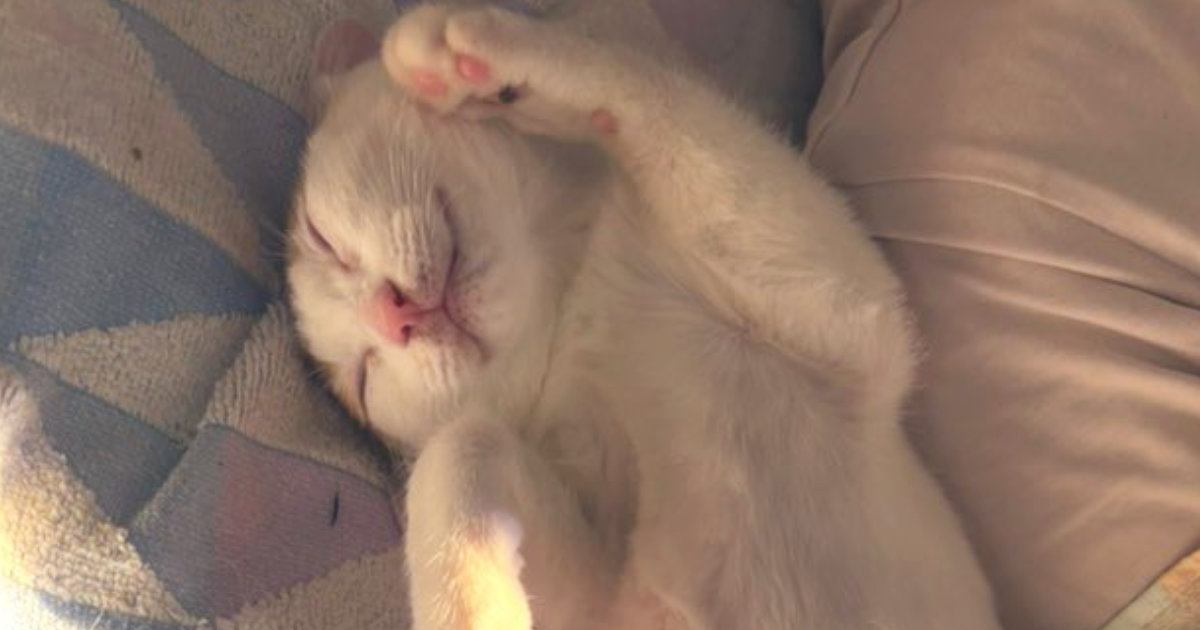 幸せそうに眠っていた猫→下のほうを見たら、『まさかの輝き方』をしていて…「めっちゃ綺麗ｗ」「神々しい」ご利益がありそうな光景に１万いいね