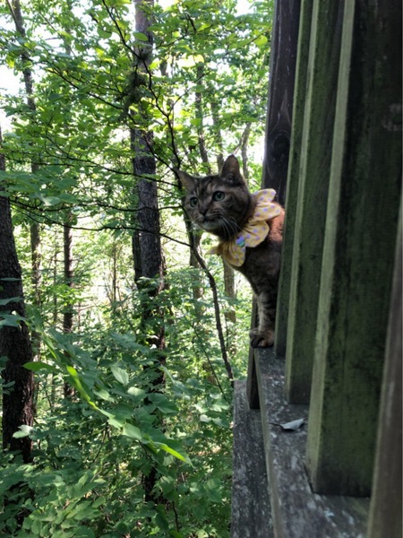 猫たちと避暑地でやまごもり