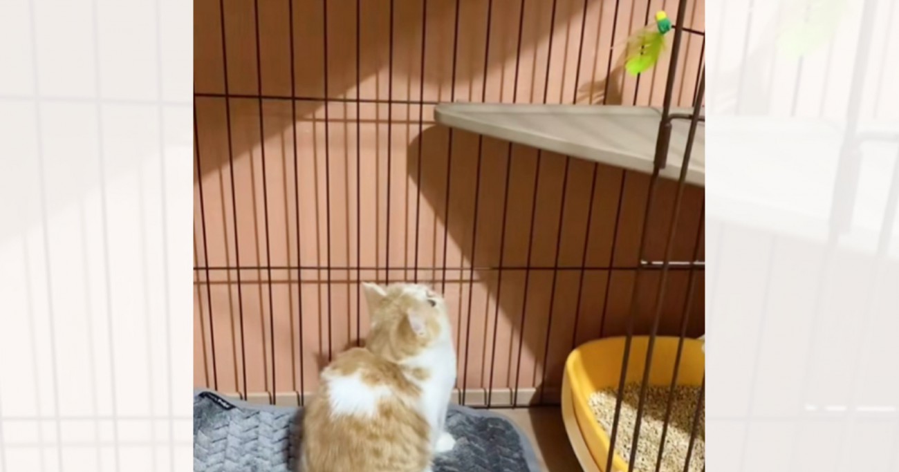 棚の上に猫じゃらし→ジャンプするかと思ったら…予想が大きく外れた『まさかの行動』に爆笑する人が続出「慎重派なんだねｗ」「可愛すぎて笑顔」