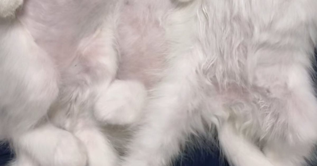 3匹の『赤ちゃん猫』→帰宅して、ご飯を食べさせたら…とんでもなく癒される『尊い瞬間』が72万再生「初めて天使を見た」「心臓が止まる」