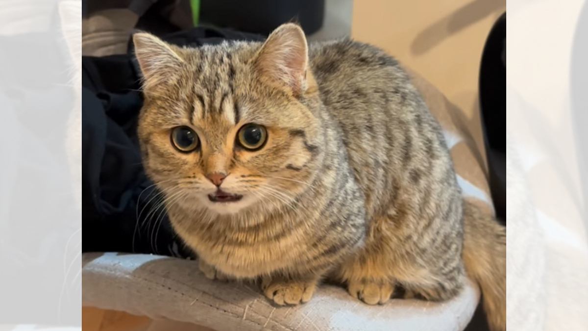 『さっきご飯食べたばっかりなのに…』お腹が空いた猫の可愛すぎるアピールが281万再生「一番葛藤するところｗ」「お顔大優勝すぎ」