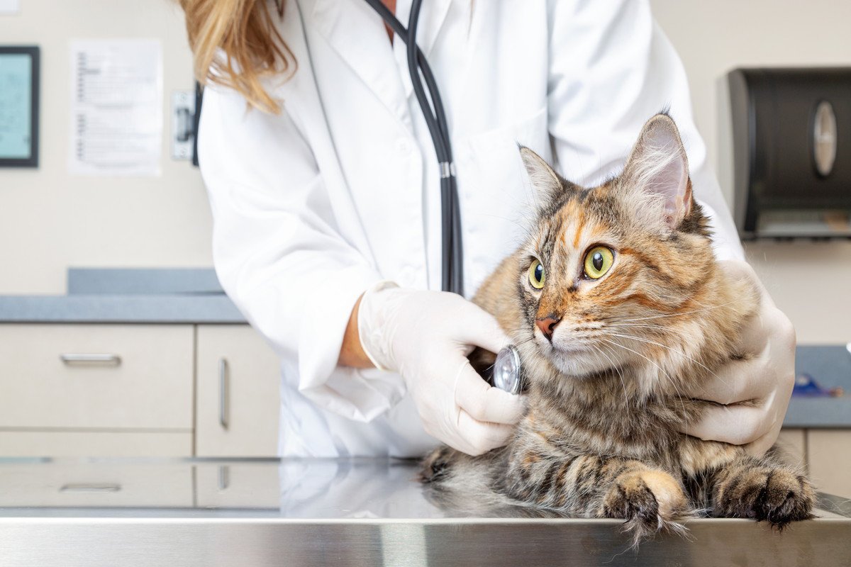 猫には危険度の高い『伝染性腹膜炎（FIP）』症状や予防法、近年広まりつつある治療法について解説