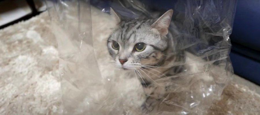 ついテシテシ！ビニール袋がお気に入りの猫ちゃん