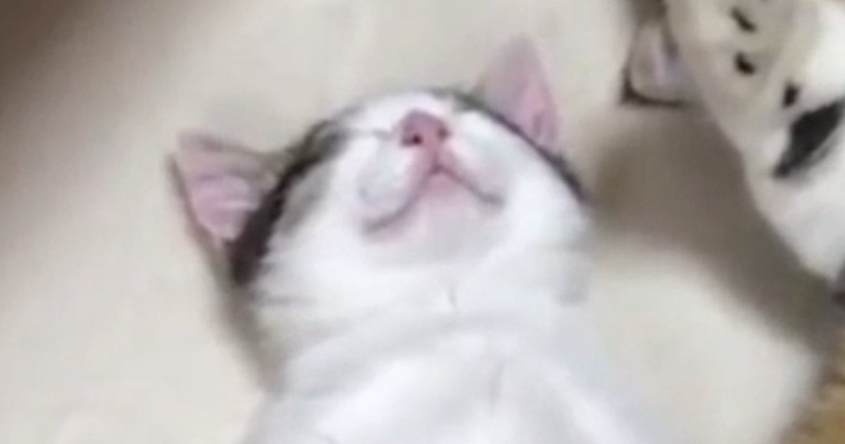 お腹を見せて『気持ちよさそうに眠る親子猫』→ちょっかいを出してみると…可愛すぎて癒される光景が25万再生「失われた野生」「いい寝顔」