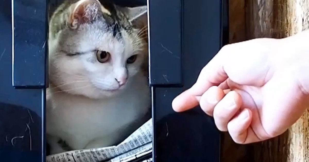 『新聞ストッカーの中』でくつろぐ猫→パパが取ろうと手を伸ばしたら…『爆笑の攻防戦』が16万再生「かわいいｗｗ」「たまらんねｗ」