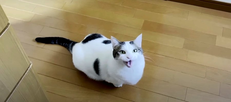 翻訳アプリで知る猫ちゃんのホントのきもちが可愛すぎる♡