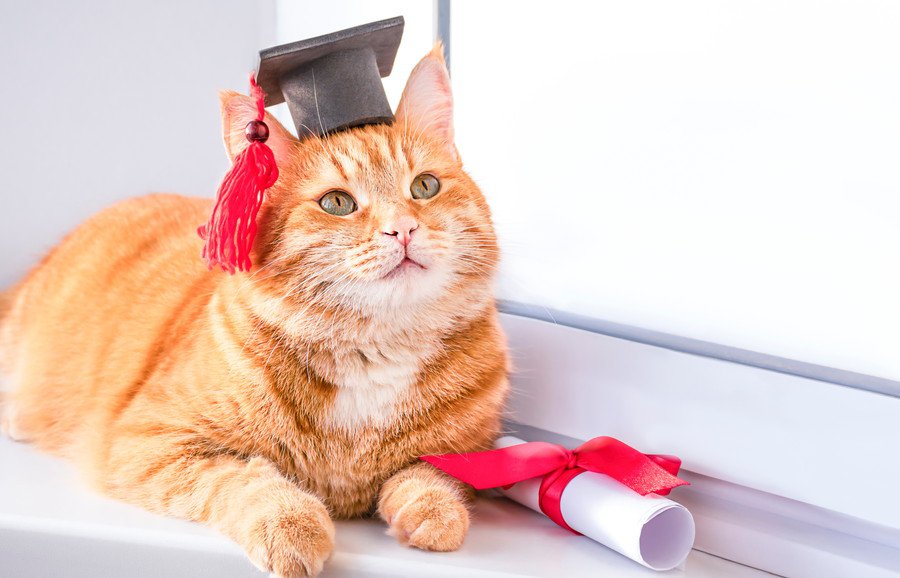 狂犬病対応のため「６ヵ月の長い隔離生活」を耐えた保護猫→盛大な「検疫卒業式」が開かれ、みんなから暖かい祝福を受ける　米国