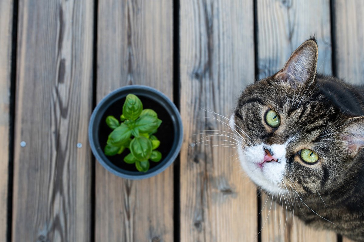 猫に与えてはいけない『危険なハーブ』4選　猫草と間違って誤飲した場合の対処法も