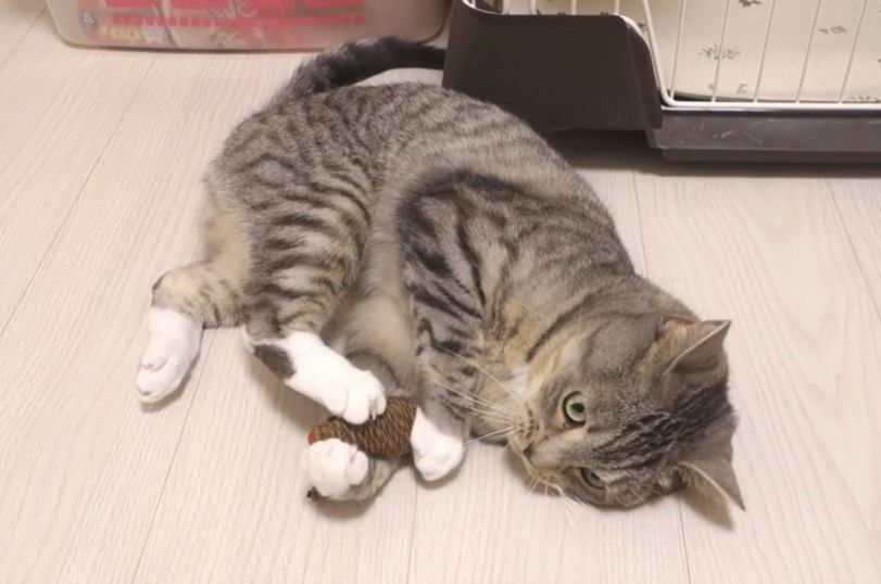 猫ちゃんのハードな遊びについてこれなくなったオモチャ。すると…