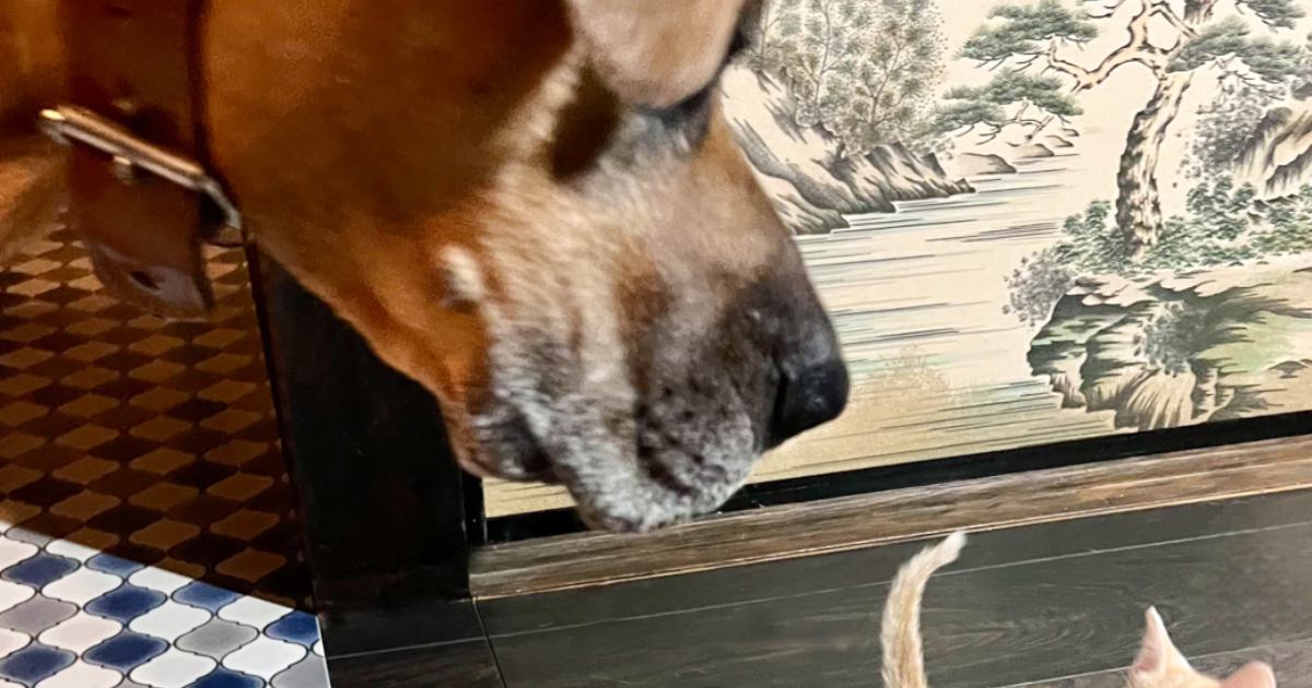 大型犬と近距離で対面して……小さな子猫が見せた『可愛すぎるリアクション』に６万いいね「巨人が出てきたみたいな」「かわいくて笑った」