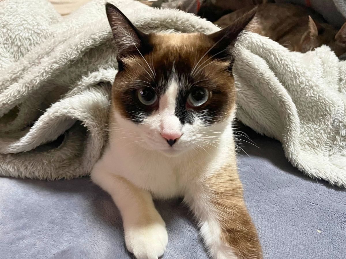 『大人の猫』をお迎えすることの3つのメリット　子猫じゃないと懐かない…なんてことはない！