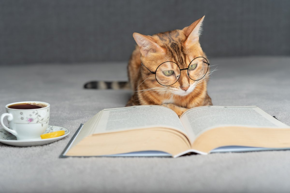 『頭のいい猫』が持っている4つの特徴　見られがちな行動から賢く育てるコツまで