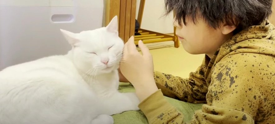 眠る瞬間まで甘えたい！寝かしつけられる猫ちゃん